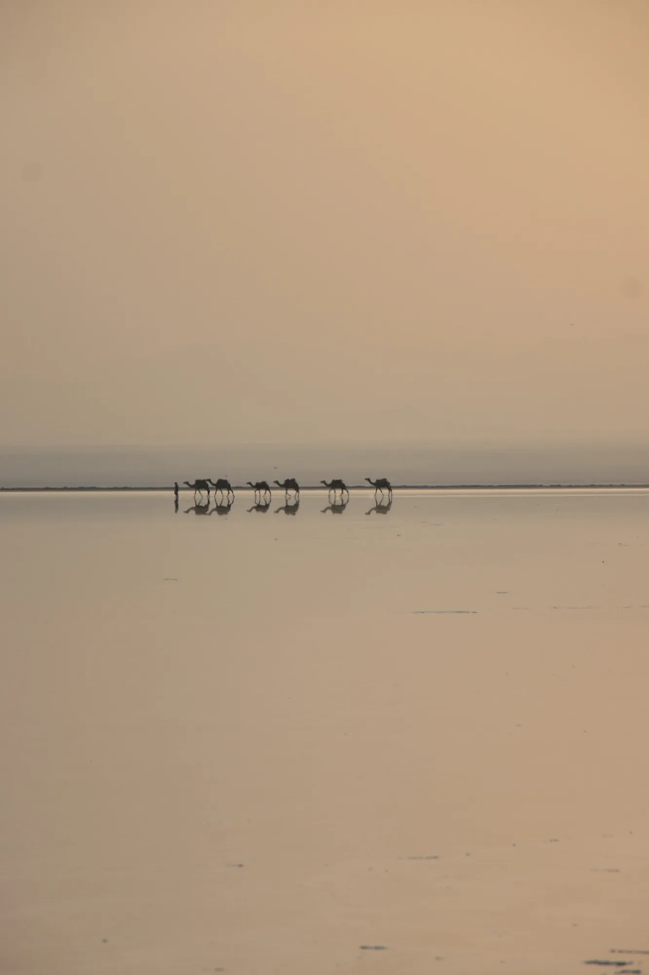 Una carovana di cammelli in controluce attraversa le distese salate riflettenti della depressione di Danakil, in Etiopia, al tramonto.