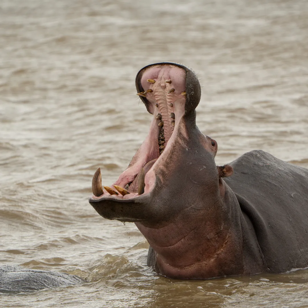 Primo piano di un ippopotamo con la bocca aperta in un lago in Etiopia, durante un tour naturalistico organizzato da Yagiu.