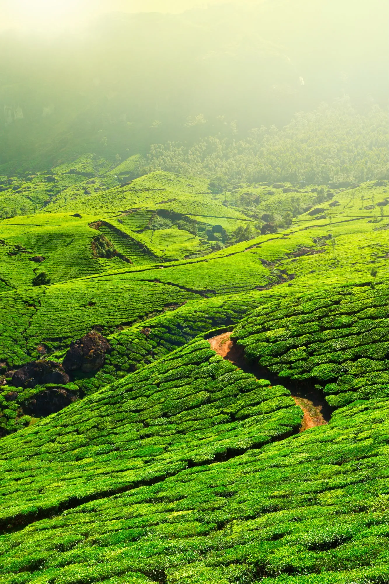Veduta aerea delle verdi piantagioni di tè terrazzate sulle colline di Munnar in Kerala.