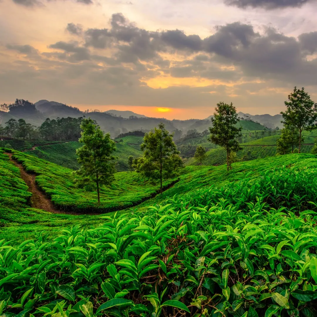 Colline ricoperte da piantagioni di tè verde a Munnar durante un tramonto dorato con nuvole.