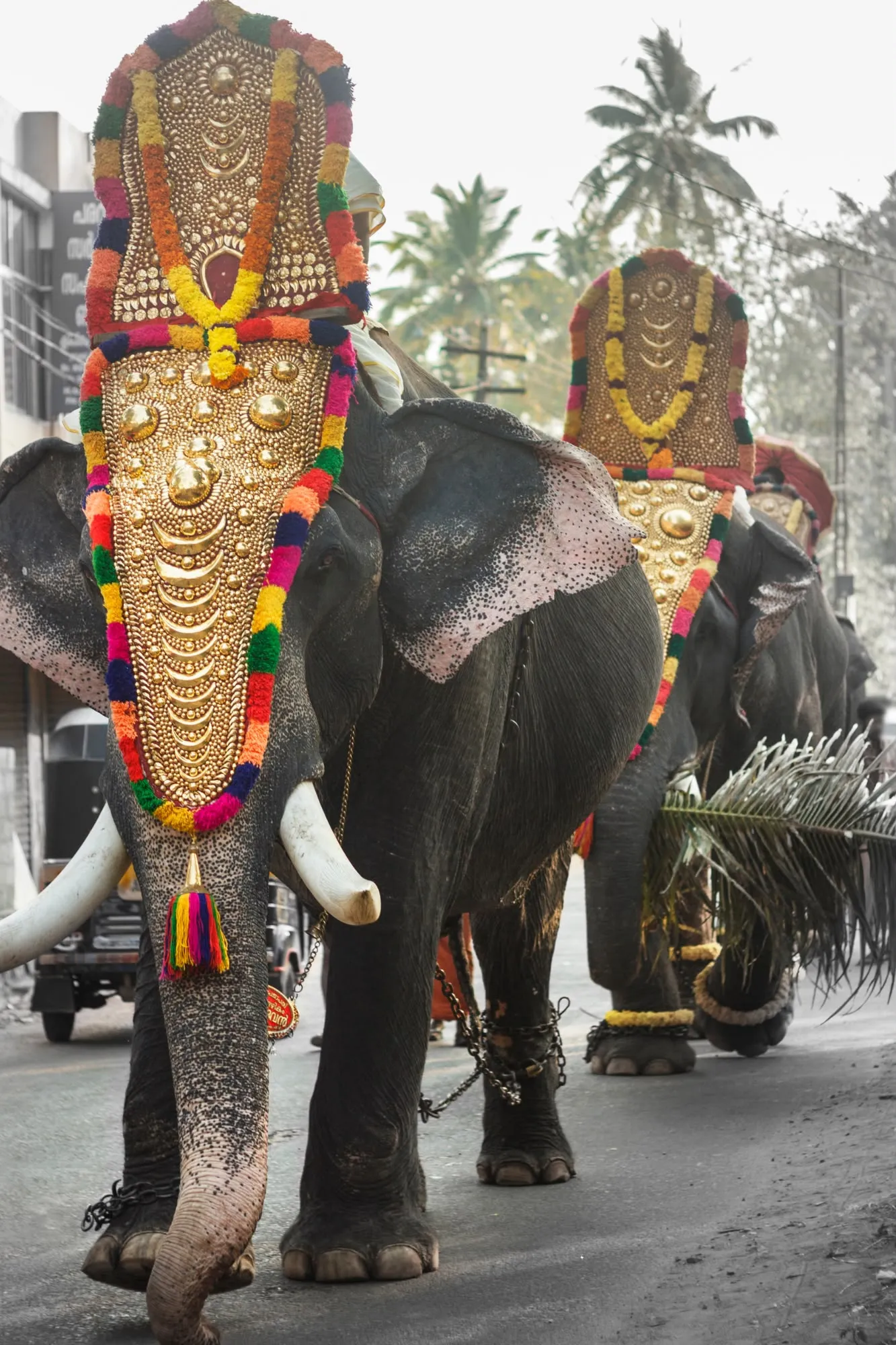 Due maestosi elefanti indiani che sfilano lungo una strada, adornati sulla testa con grandi scudi d'oro decorati a festa.