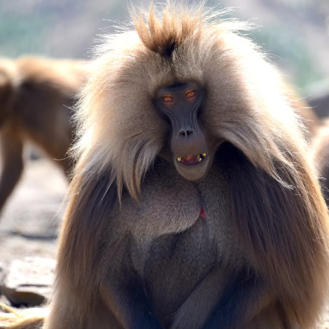 Primo piano di un babbuino Gelada maschio con la sua tipica criniera sugli altopiani della natura incontaminata in Etiopia.