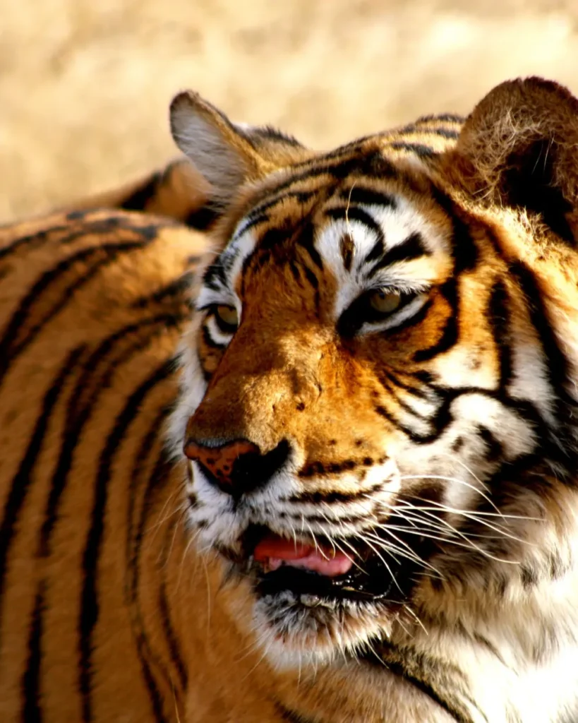 Primo piano di una tigre del Bengala durante un safari in India