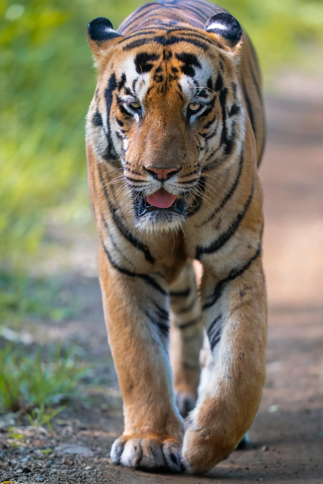 Tigre del Bengala in movimento che cammina fiera lungo un sentiero sterrato nella giungla indiana.