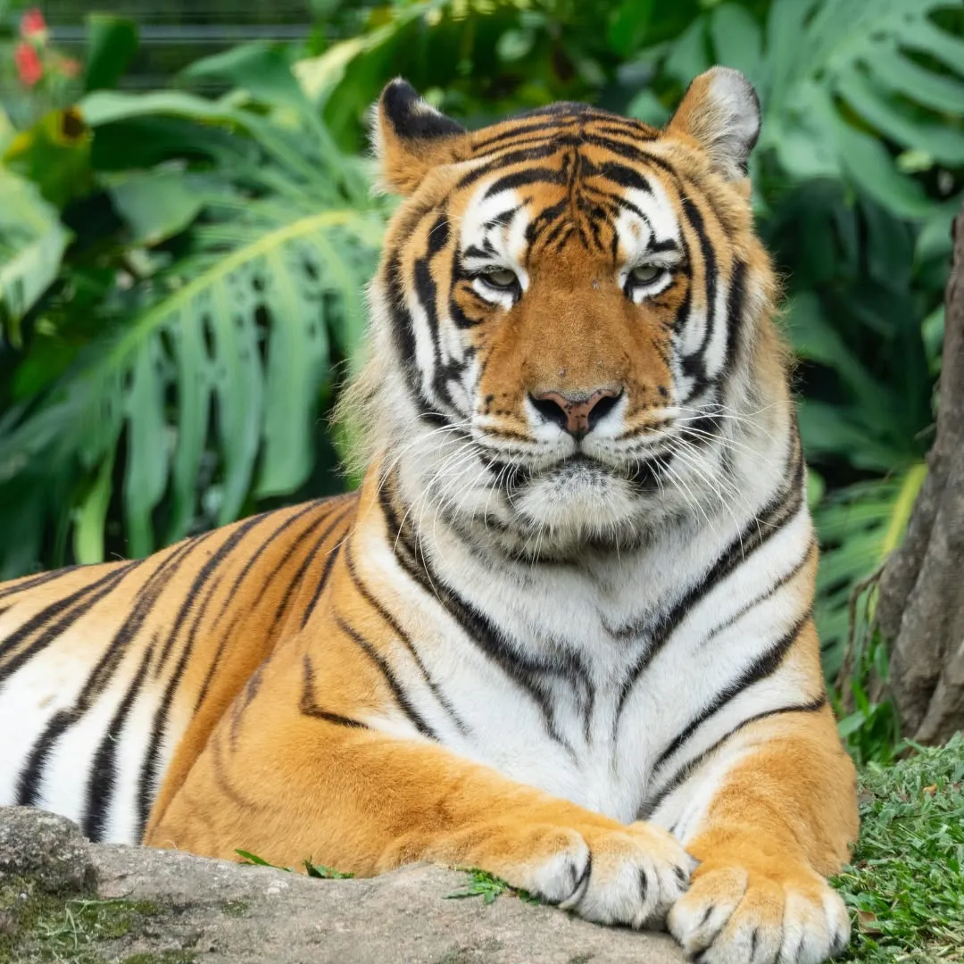 Una maestosa tigre del Bengala sdraiata a terra che fissa l'obiettivo davanti a una fitta vegetazione tropicale.